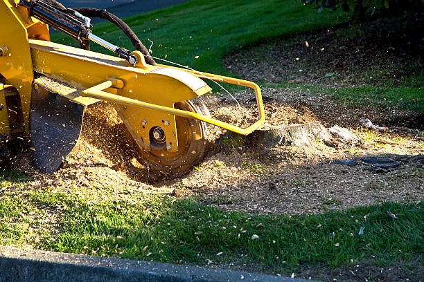 Lawn Drainage Solutions in Henagar, AL
