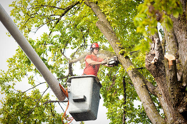 Professional Tree Removal in Henagar, AL